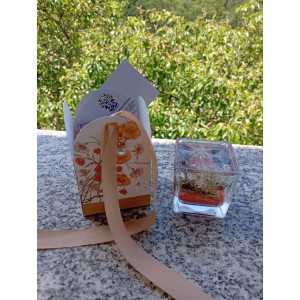 Vela de Gel Estrella de Mar Magia Marina | Jessimistica