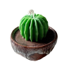Vela Cactus