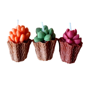 Pack Velas Mini Suculentas – Jessimistica