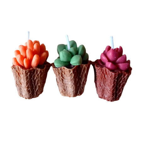 Pack Velas Mini Suculentas – Jessimistica