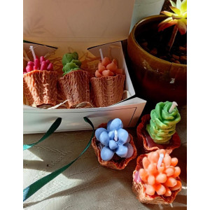 Pack Velas Mini Suculentas – Jessimistica