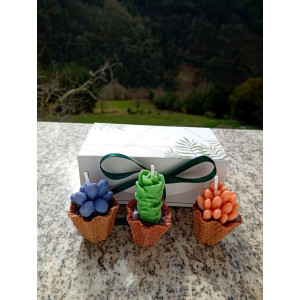 Pack Velas Mini Suculentas – Jessimistica
