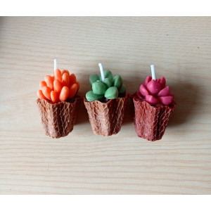 Pack Velas Mini Suculentas – Jessimistica