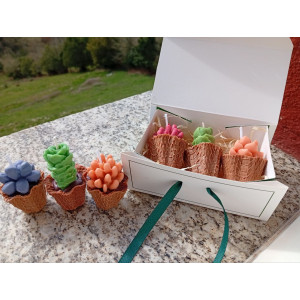 Pack Velas Mini Suculentas – Jessimistica