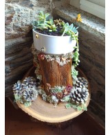 Jardín Decorativo Natural Hecho a Mano