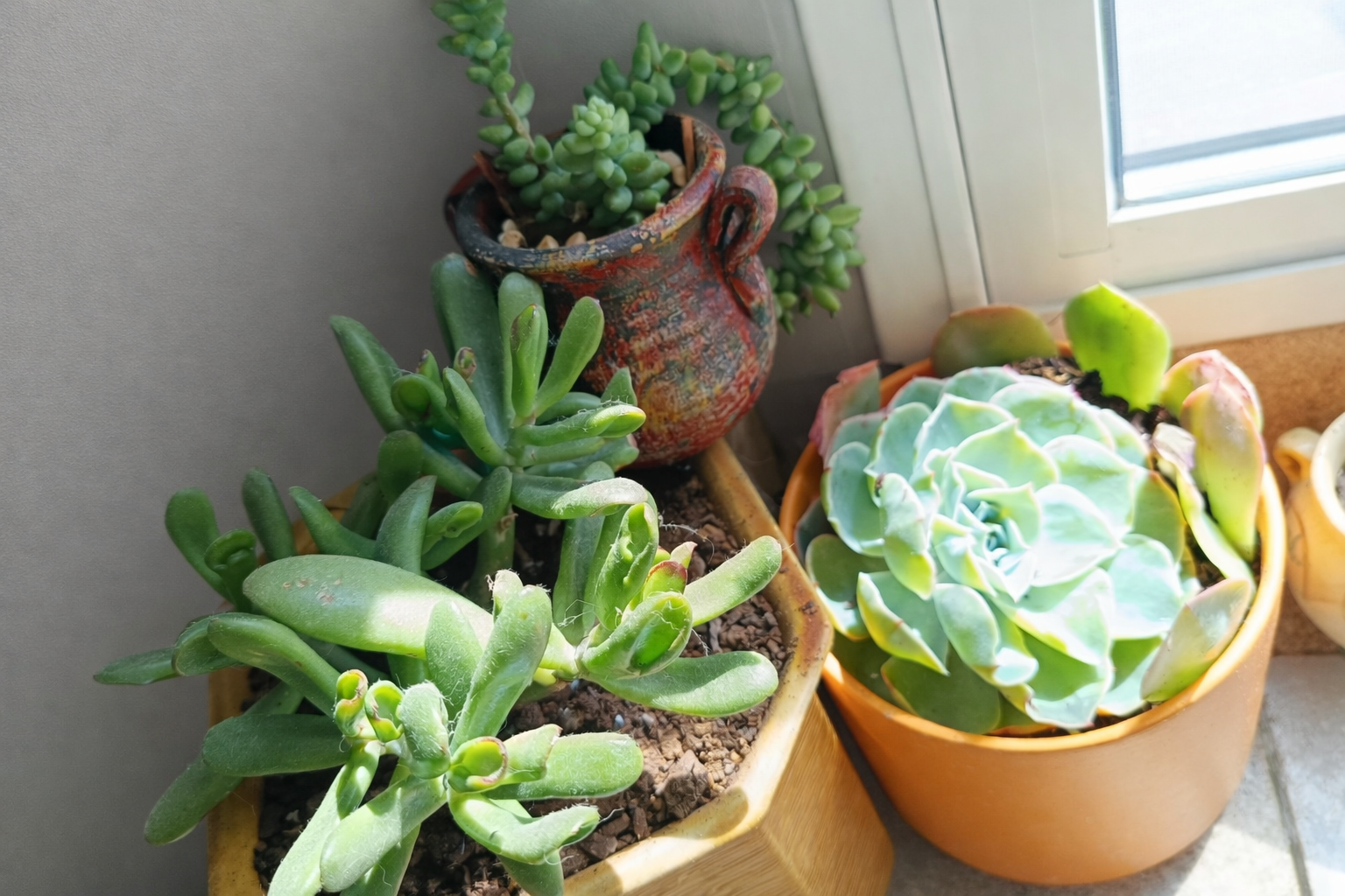 Jardín Suculentas en macetas