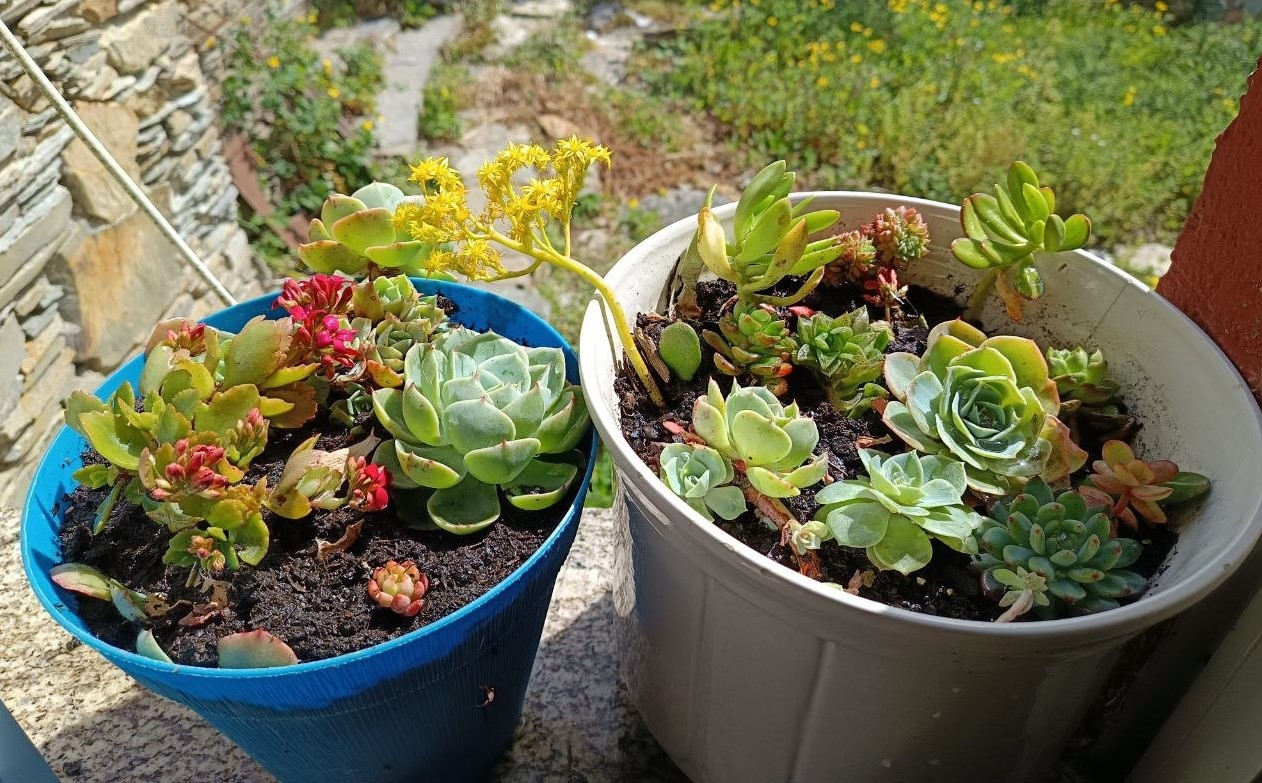 Cómo crear pequeños jardines con suculenta