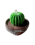 Vela Cactus