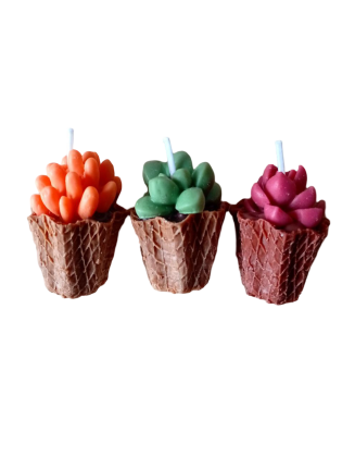 Pack Velas Mini Suculentas – Jessimistica